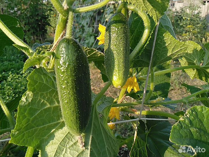 Огурцы, вишня, крыжовник, картошка