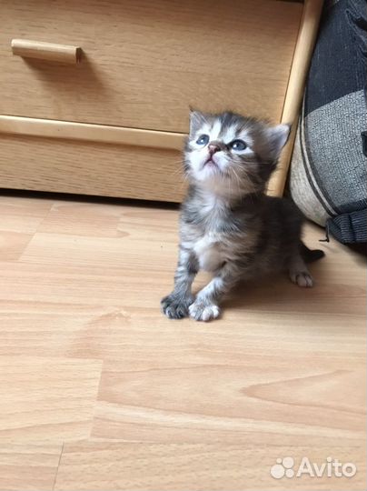 Котята бесплатно