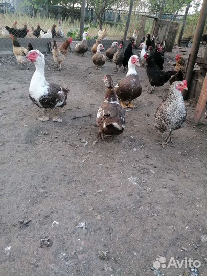 Мускусные утки