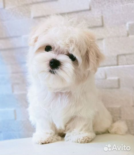 Мальчик мальтезе