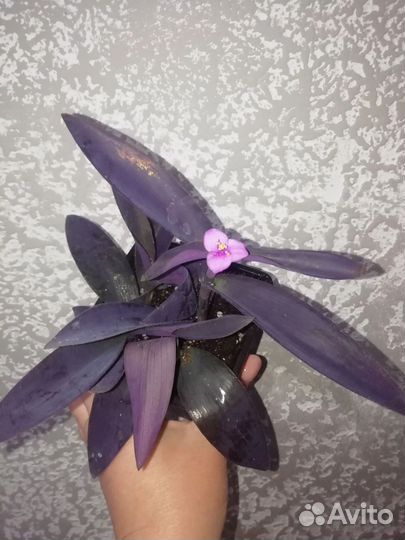 Традесканция