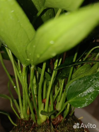 Антуриум белый(на Подарок)