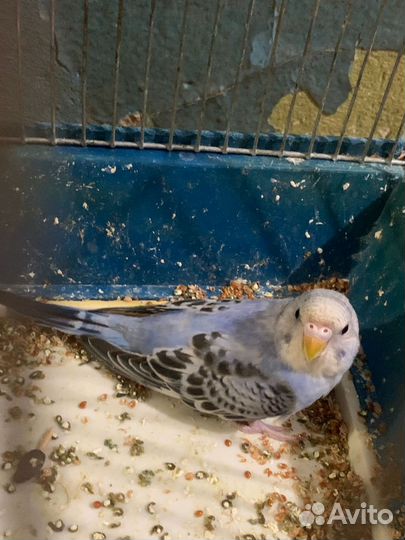 Птенец волнистого попугайчика