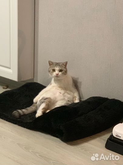 Котик в добрые руки