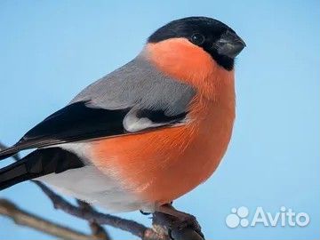 Певчие лесные птицы