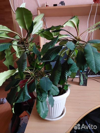 Комнатные цветы