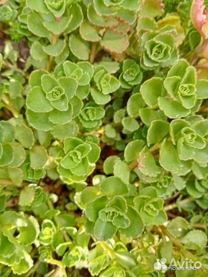 Почвопокровные растения