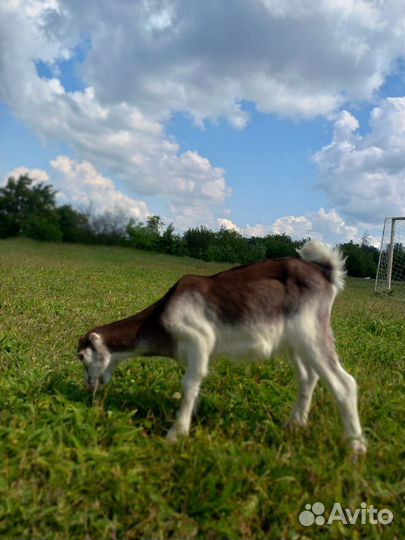 Козлята ламанча,бараны