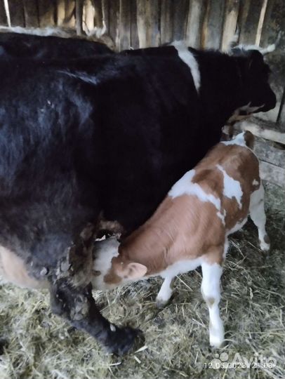 Корова с телятами