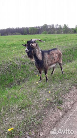 Продам козла 2.5 года