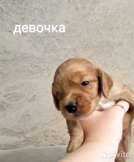 Щенки русского спаниеля