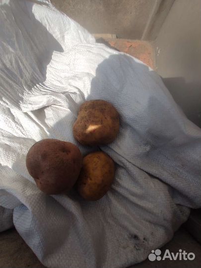 Продам картофель