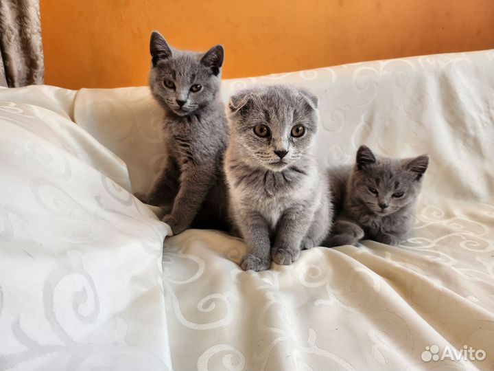 Британские котята