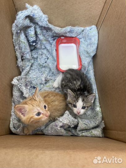 Котята в добрые руки