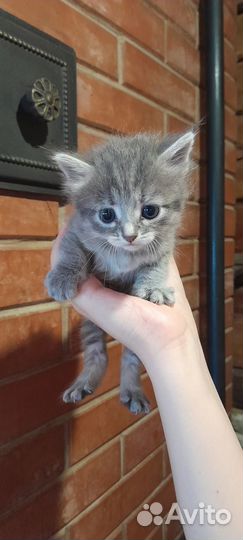 Бесплатно отдадим котят