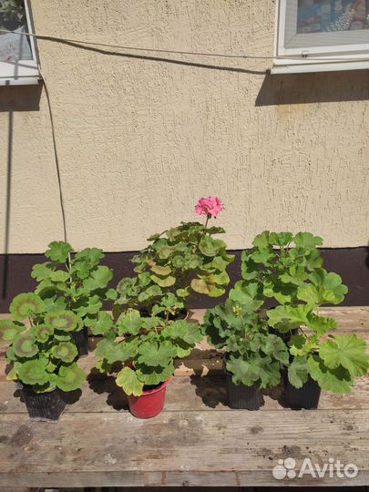 Пеларгония герань разные сорта