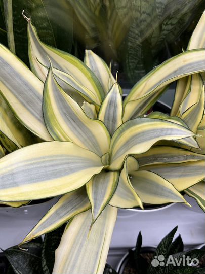 Сансивиерия Сплеш муншайн вар