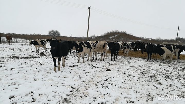 Нетели и тёлки