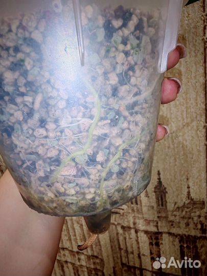 Алоказия синуата