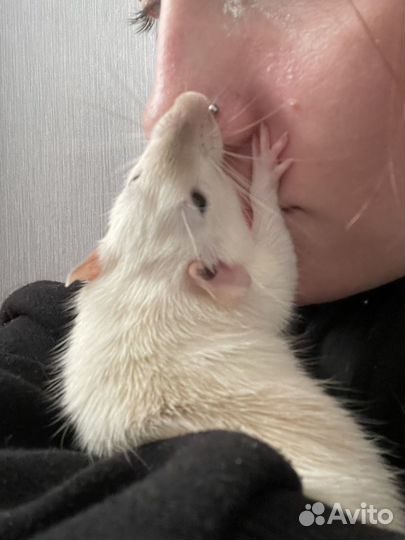 Крыса дамбов добрые ручки