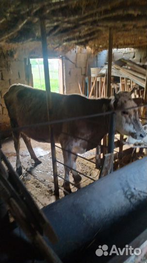 Корова с теленком