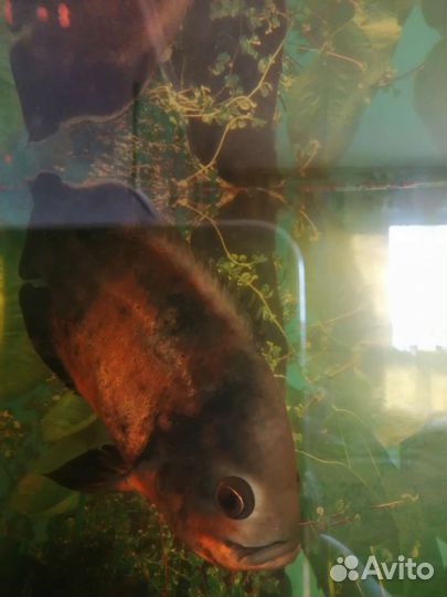 Астронотус, птеригоплихт