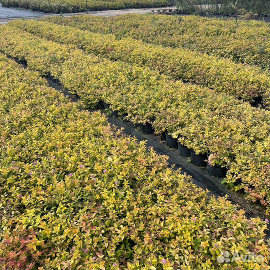 Спирея японская Golden Princess
