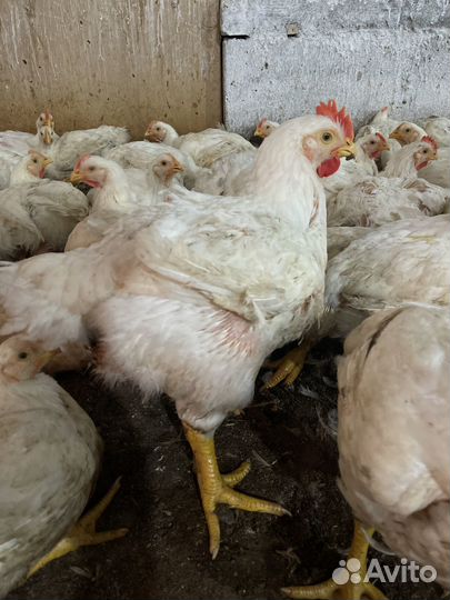 Куры бройлеры живым весом