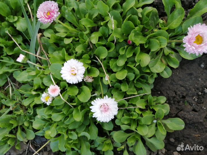 Растения для сада