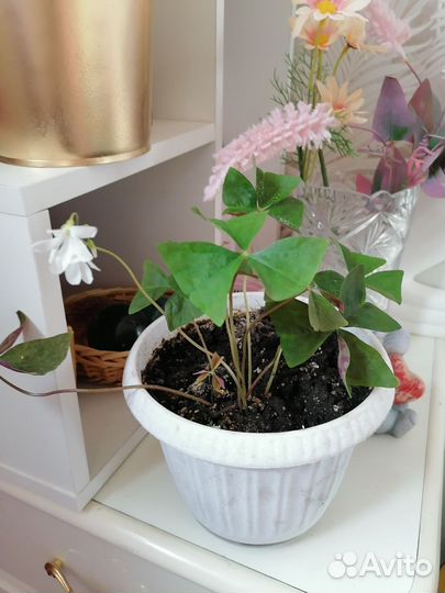 Комнатные цветы