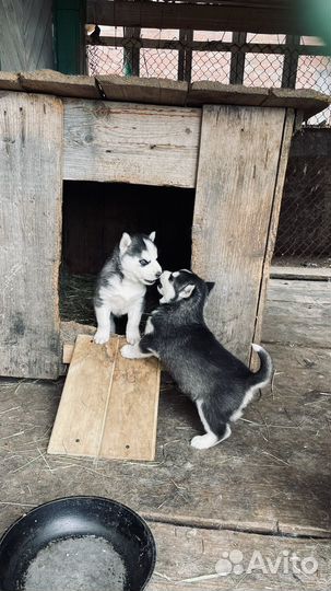 Щенки хаски