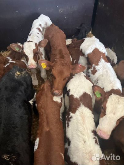 Телята бычки племенные с доставкой
