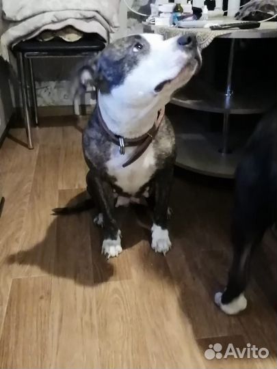 Щенки питбуля