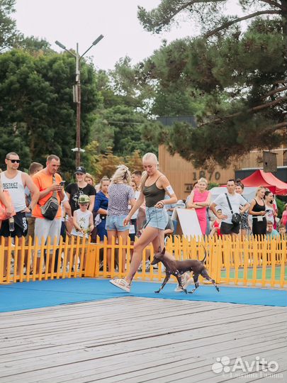 Щенки ксолоитцкуинтли