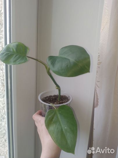 Кодиеум,пеперомия