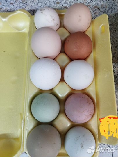 Яйца инкубационные от кур несушек цветное яйцо