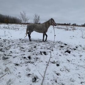 Орловская кобыла полукровная