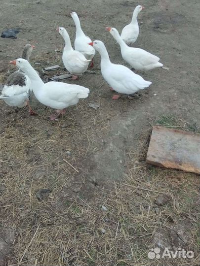 Гуси и утки