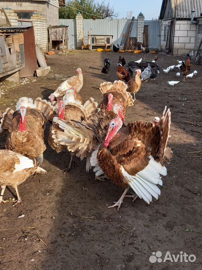 Индюки домашние