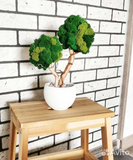 Дерево из стабилизированного мха