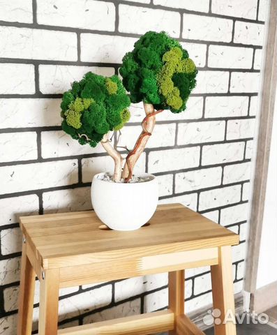 Дерево из стабилизированного мха