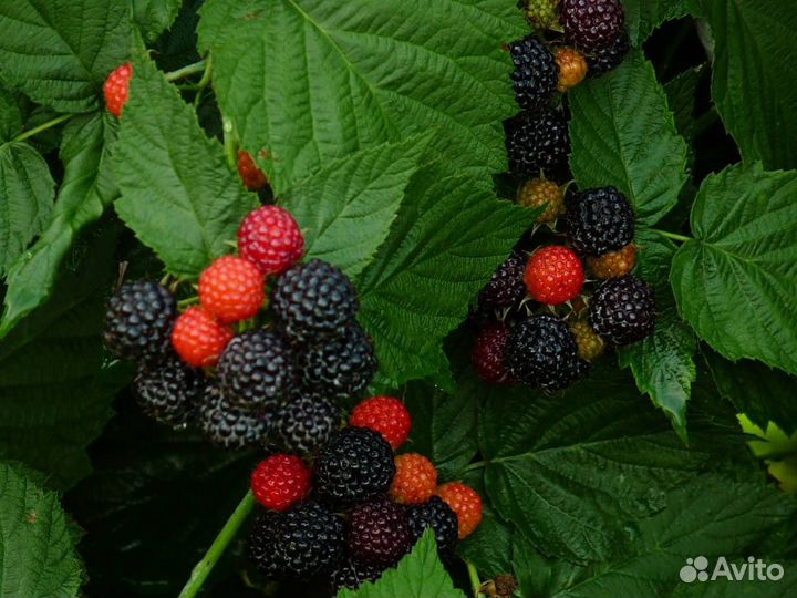 Саженцы малины и ежемалины сортовой