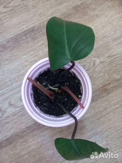 Филодендрон