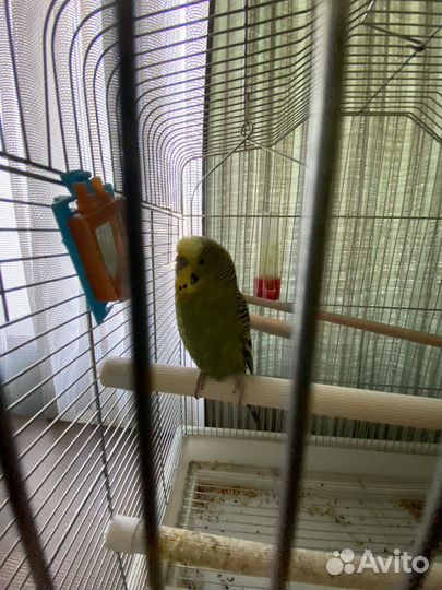 Попугай с клеткой