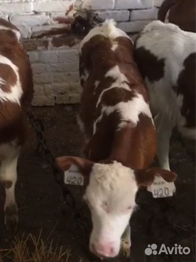 Бычки и телята