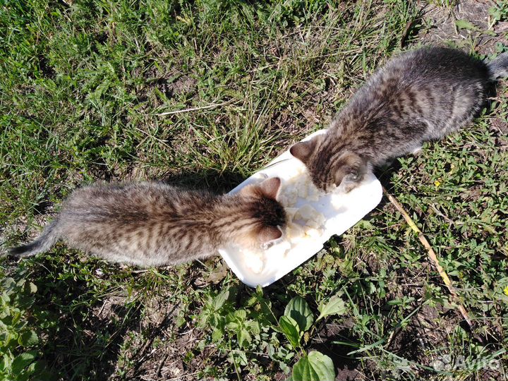 Добрые, ласковые котята (мальчики) ищут хозяев