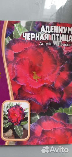 Адениум