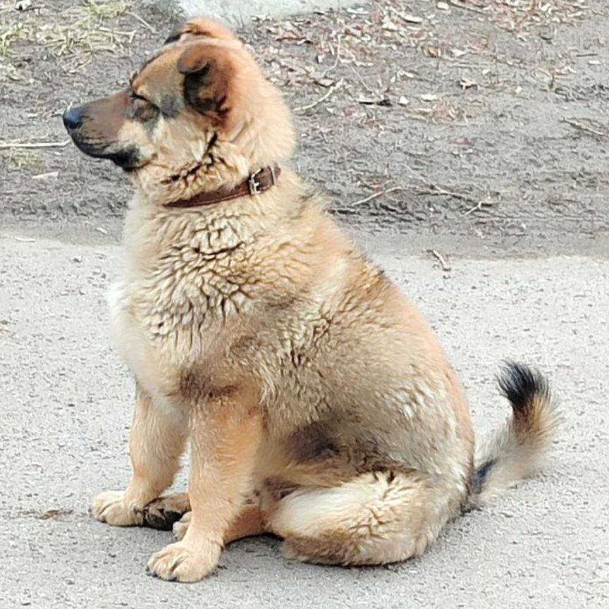 Собака в добрые руки отдам бесплатно