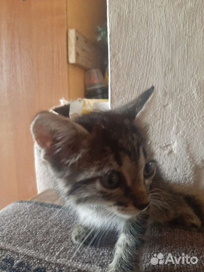 Кошка в дар бесплатно и шоколадка в подарок