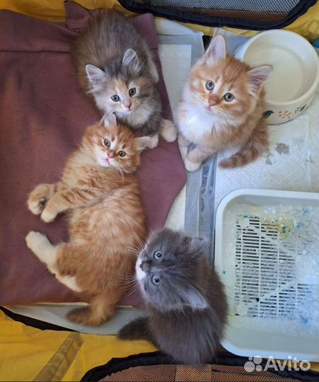 Котята в добрые руки